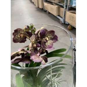 Орхидея Ванда вип-цвет (70см.)